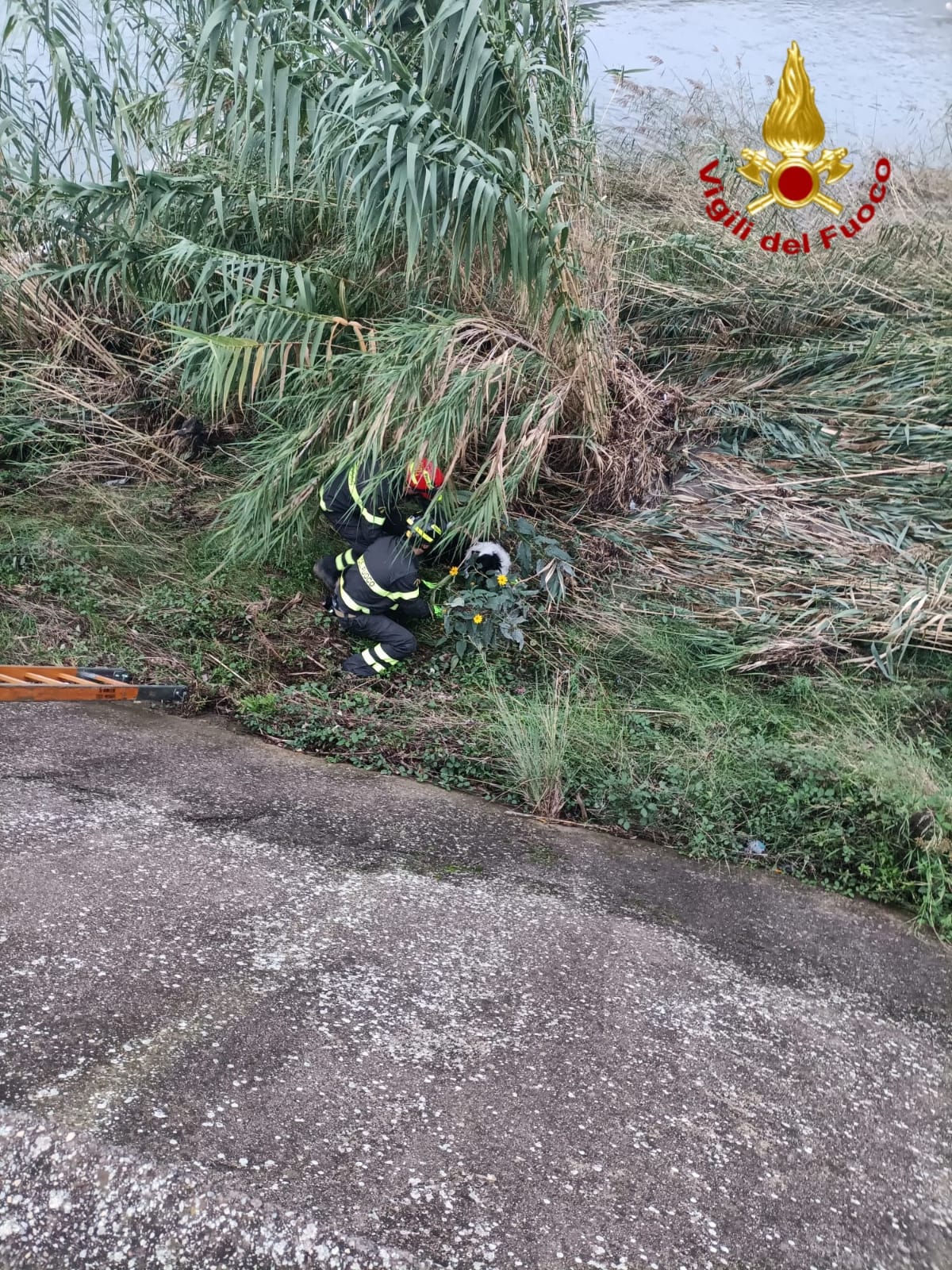 cagnolino caduto nel torrente argentina a taggia_03