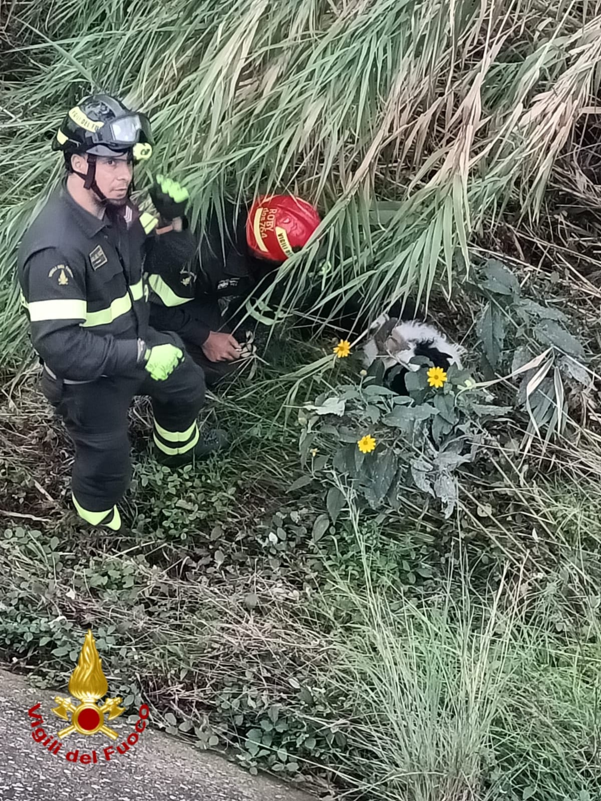 cagnolino caduto nel torrente argentina a taggia_04