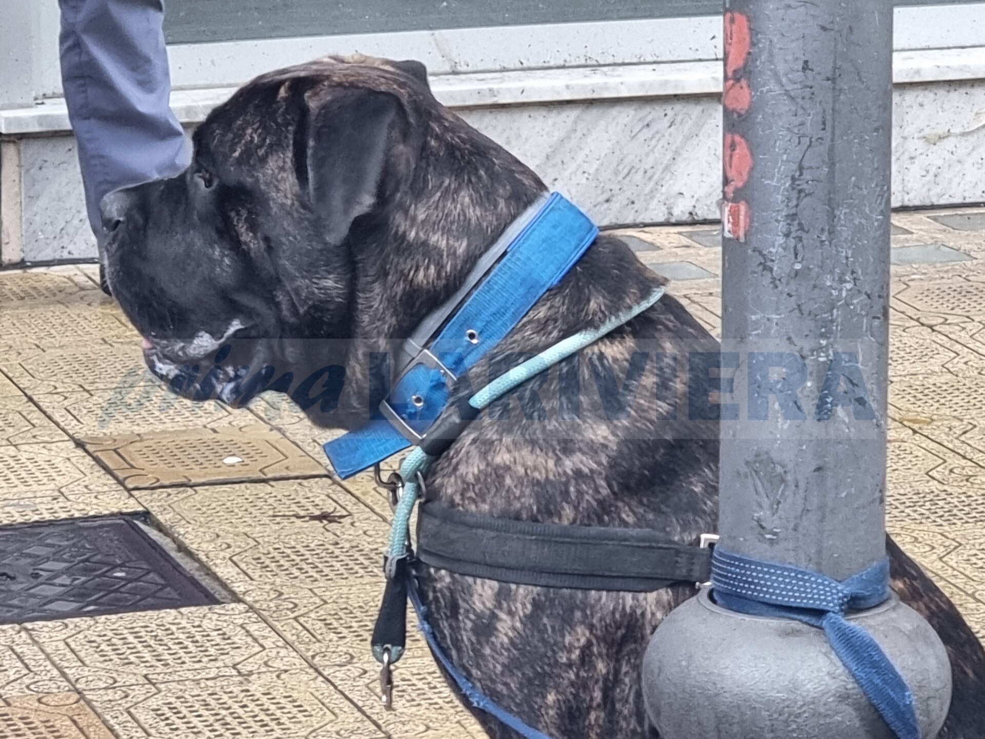 cane corso garibaldi sanremo grossa taglia aggredire