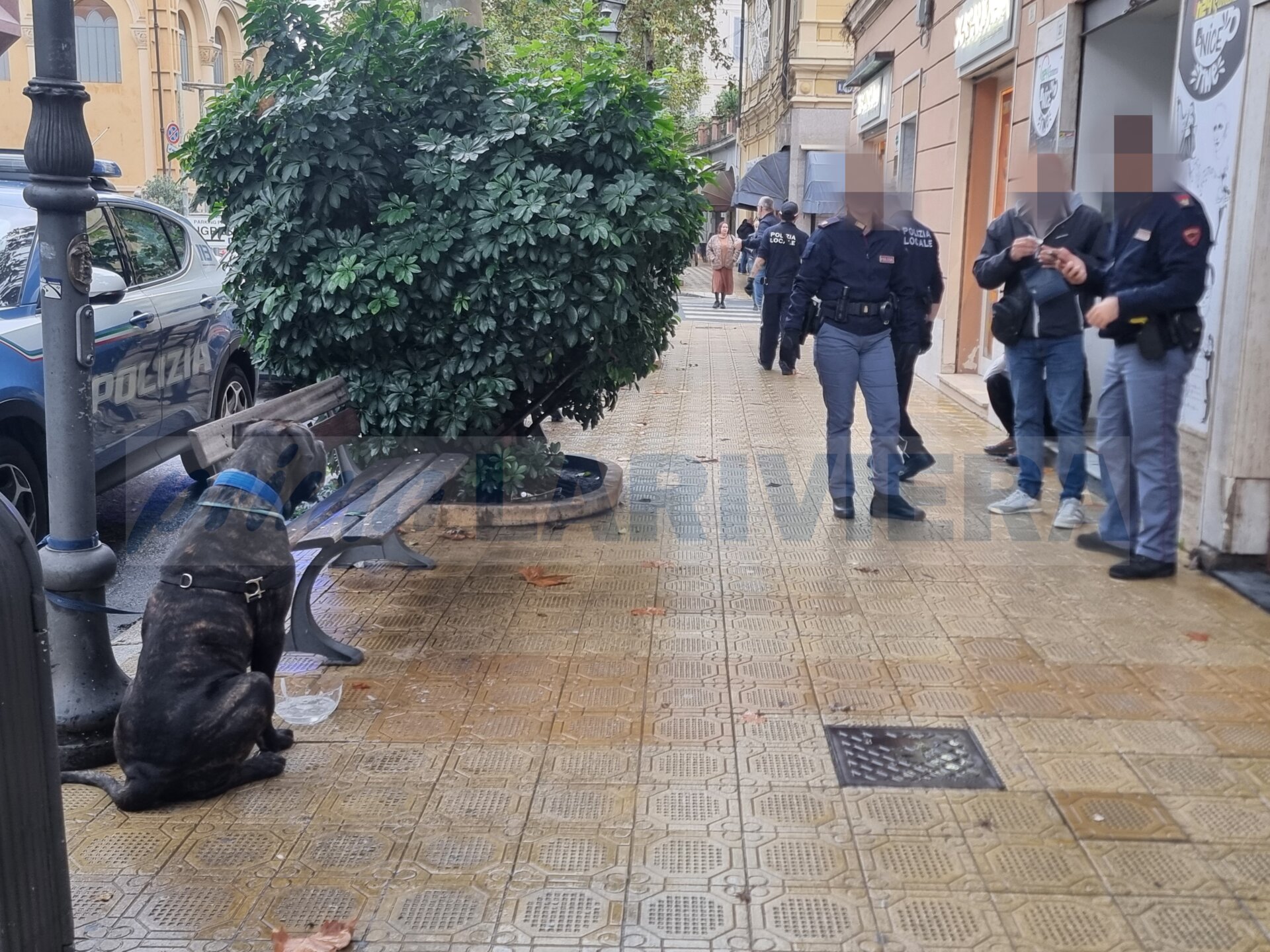 cane corso garibaldi sanremo grossa taglia aggredire_02