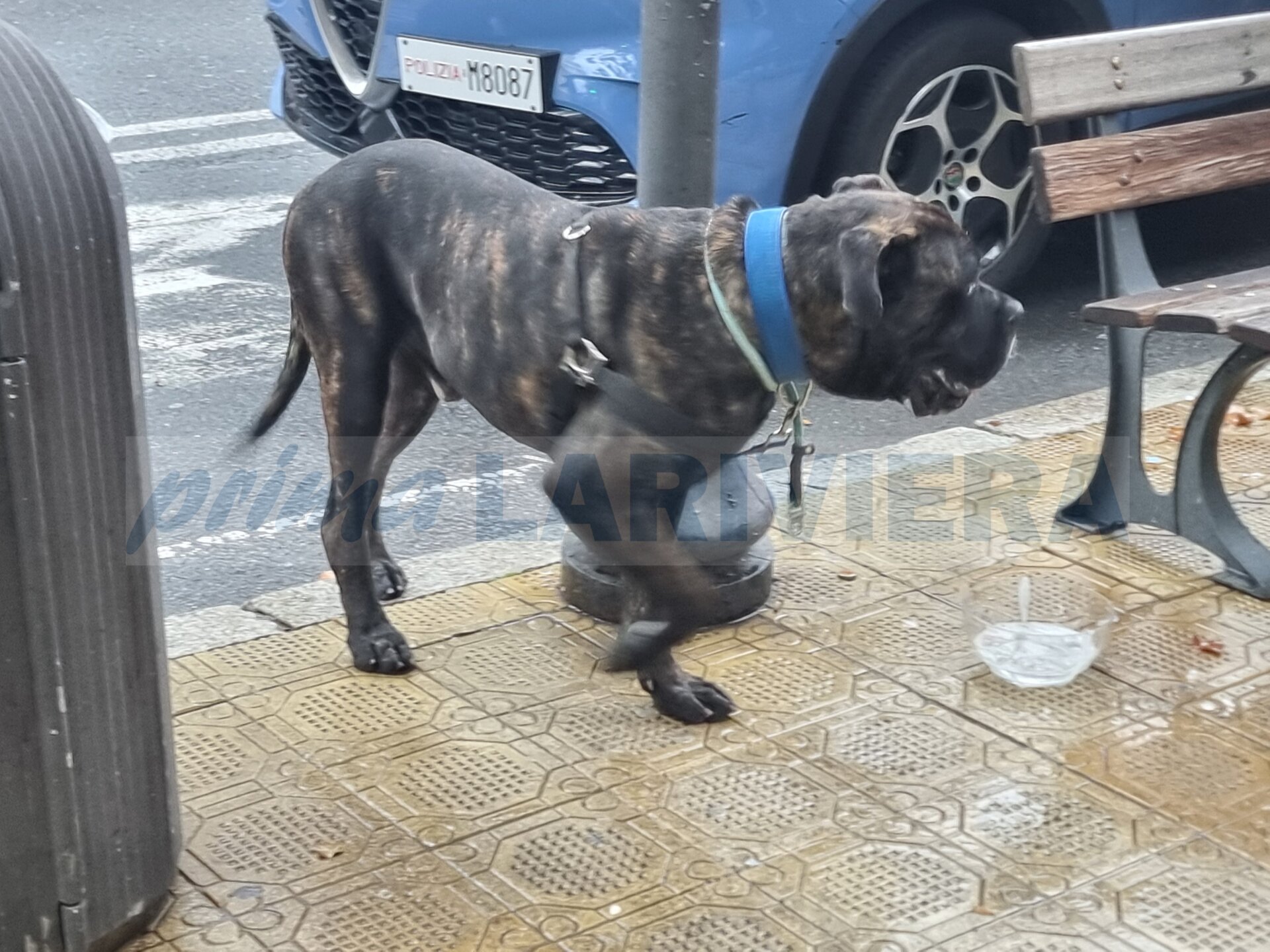 cane corso garibaldi sanremo grossa taglia aggredire_04