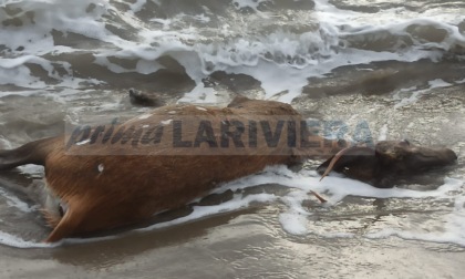 Recuperata la carcassa di un cervo annegato in mare a Diano Marina