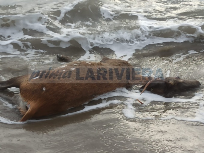 Recuperata la carcassa di un cervo annegato in mare a Diano Marina