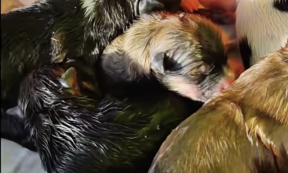 A Ventimiglia salvati 5 cuccioli di cane abbandonati per strada e in ipotermia