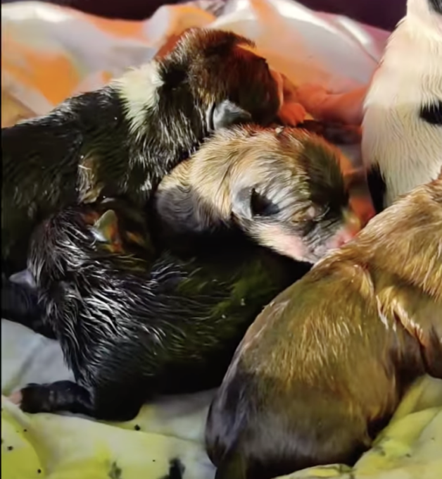 A Ventimiglia salvati 5 cuccioli di cane abbandonati per strada e in ipotermia