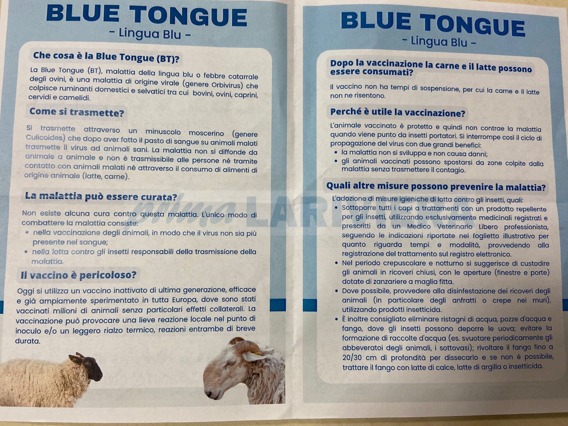 pecore lingua blu tongue imperia asl veterinario ufficio_02