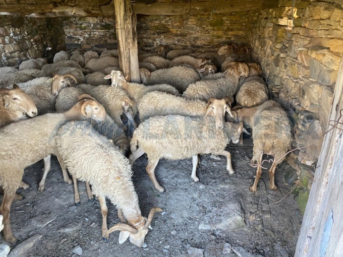 Scoperti due focolai di “blu tongue” in provincia: 4 gli animali infetti, due sono morti