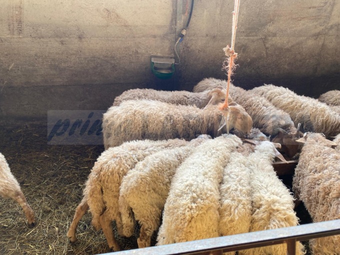 Sanzionato camionista che trasportava 300 pecore senza averle fatte rifocillate
