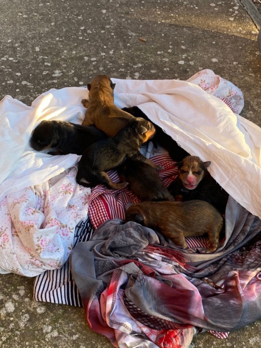 Cuccioli appena nati abbandonati in un sacco della spazzatura