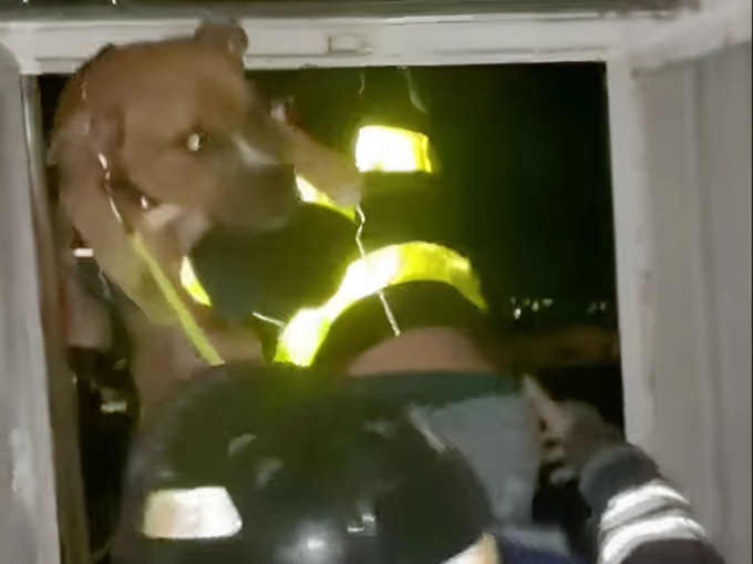 Salvati due pitbull in una casa a rischio di crollo a Vallecrosia