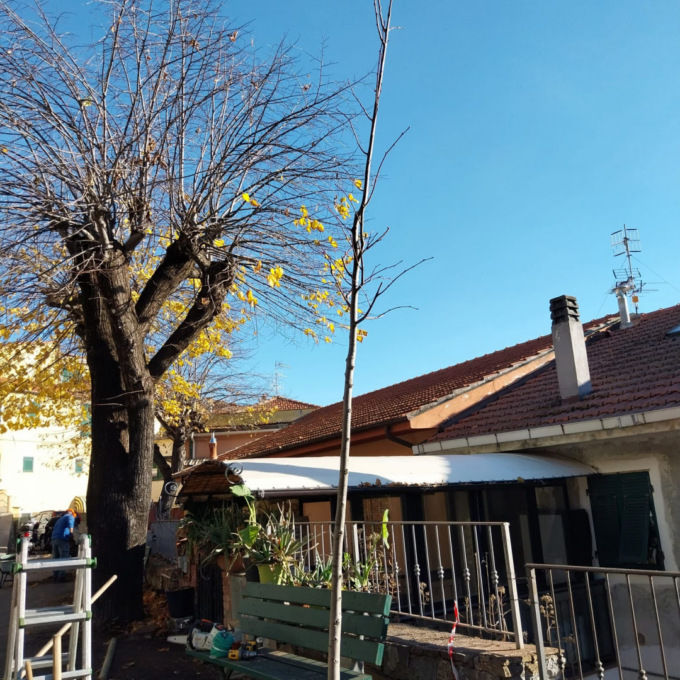 Due nuovi tigli al posto di quelli abbattuti