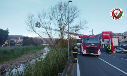 Neutralizzato un nido di vespe velutine in via Littardi a Imperia