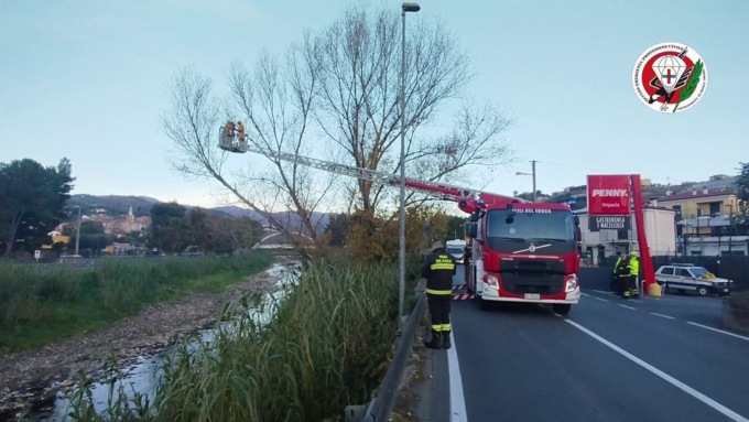 Neutralizzato un nido di vespe velutine in via Littardi a Imperia
