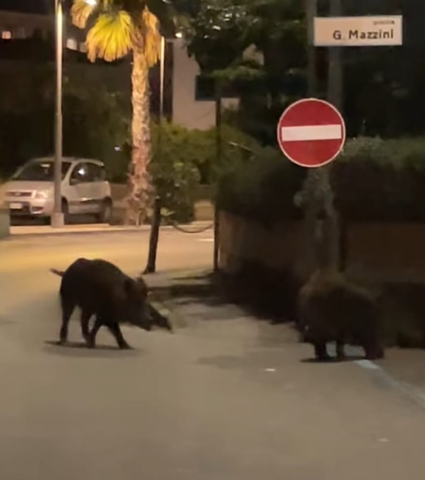 Due cinghiali avvistati davanti all’ex stazione: “Fate attenzione”