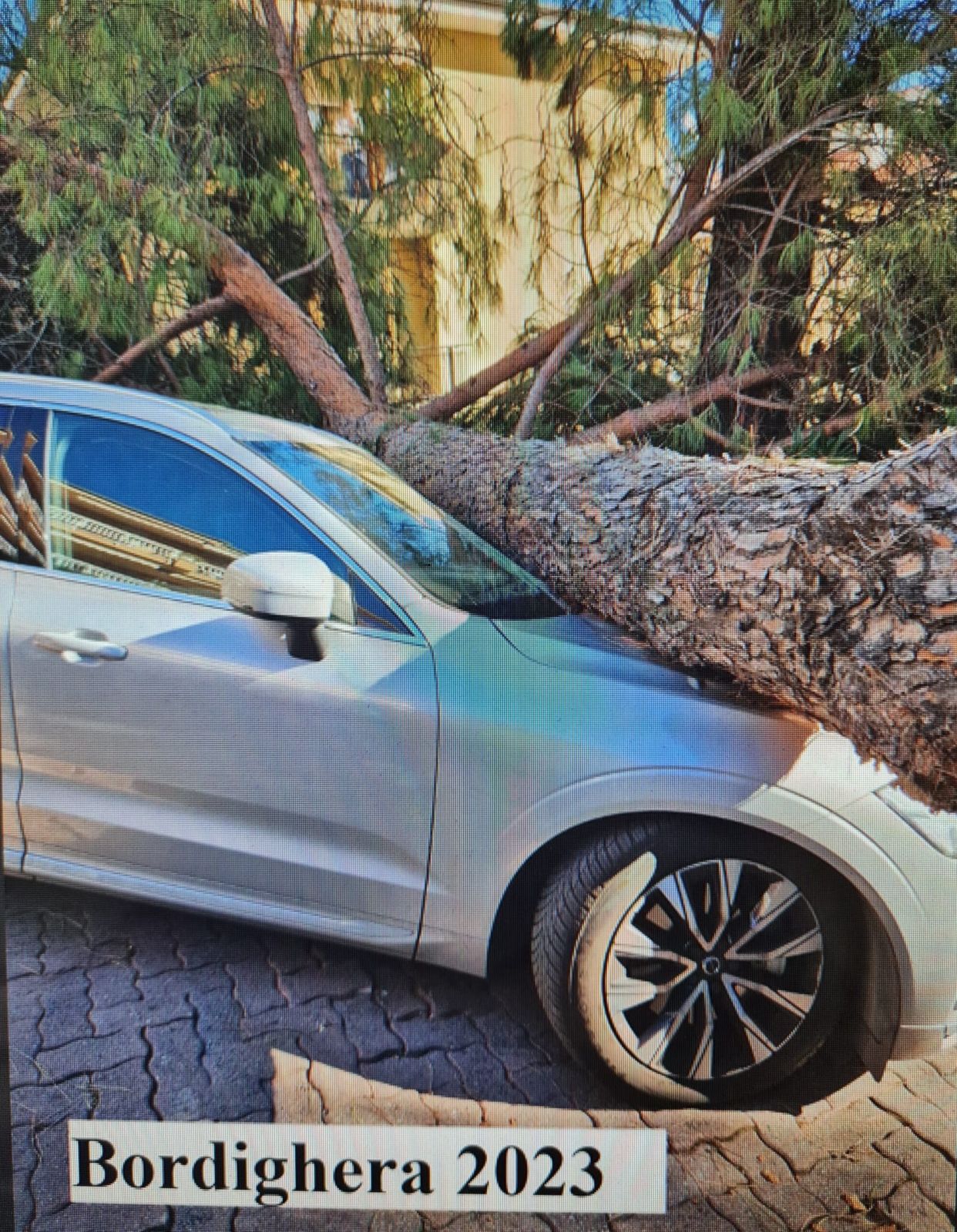 crollo alberi convegno agronomi sanremo verde pubblico albero gennaio 2025_02