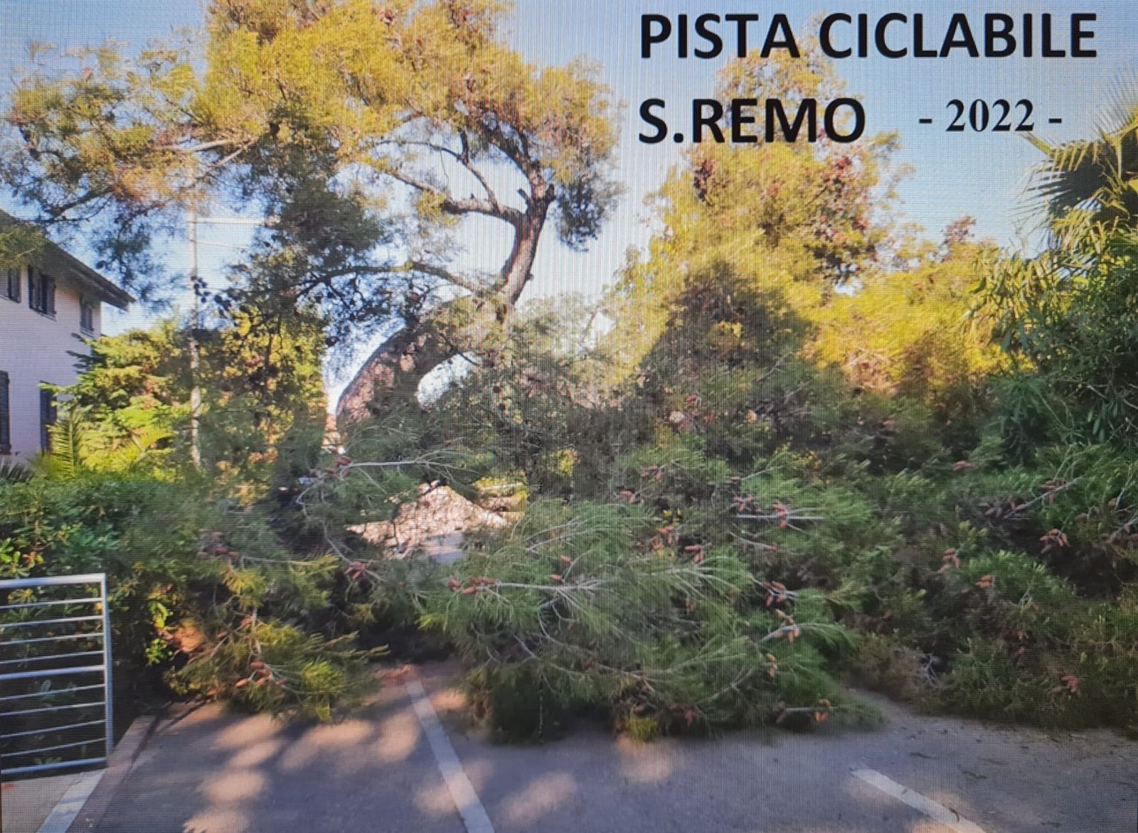 crollo alberi convegno agronomi sanremo verde pubblico albero gennaio 2025_03