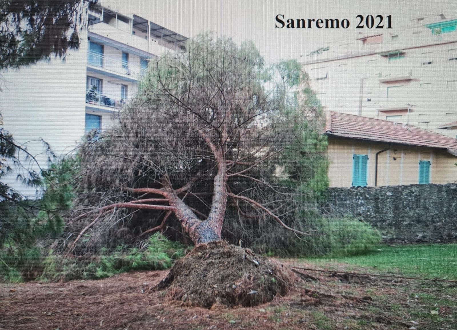 crollo alberi convegno agronomi sanremo verde pubblico albero gennaio 2025_04