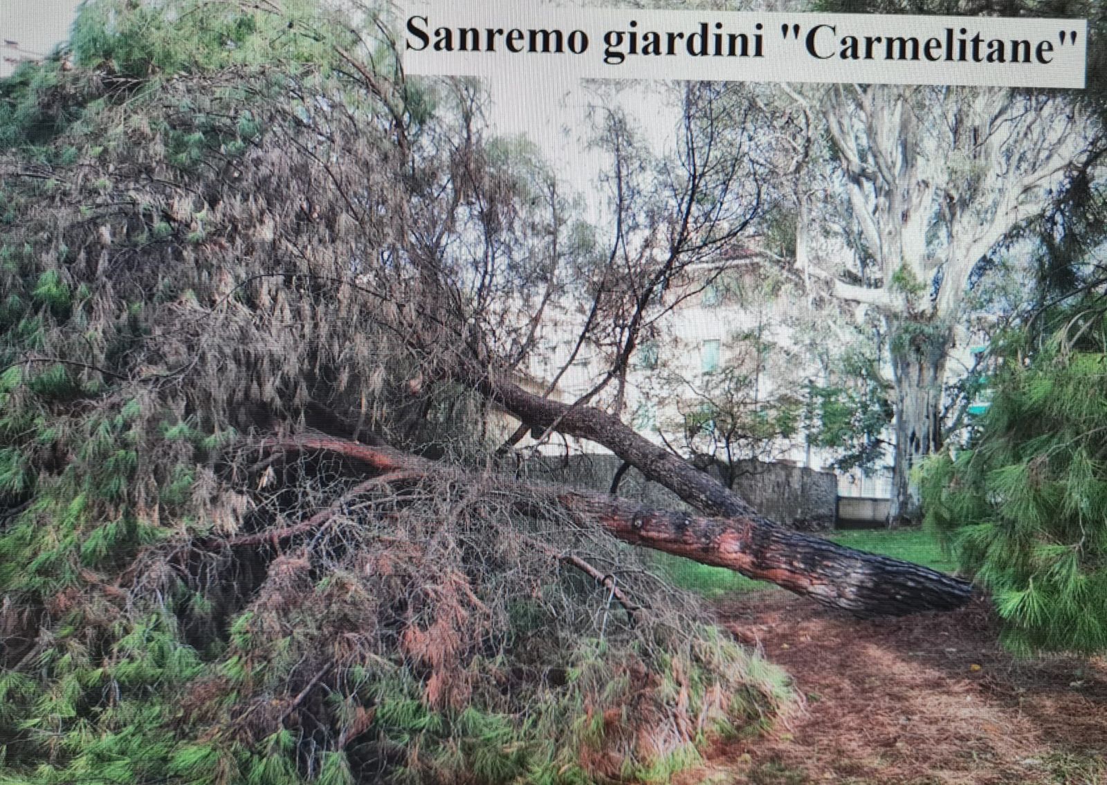 crollo alberi convegno agronomi sanremo verde pubblico albero gennaio 2025_05