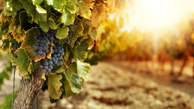 Un bando a sostegno del settore vitivinicolo ligure