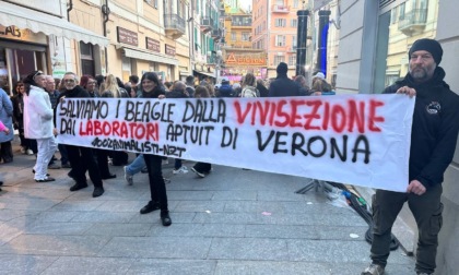 Animalisti in zona rossa al Festival per salvare i beagle dalla vivisezione