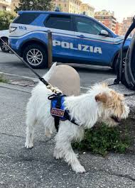 Spacciava ai giovani: 25enne arrestato grazie al cane Leone