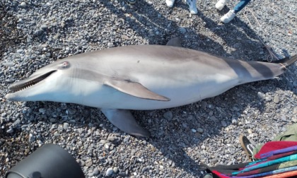 Spiaggiato un delfino a Imperia, mistero sulle cause della morte