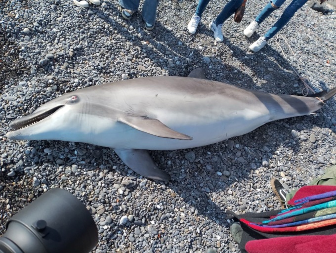 Spiaggiato un delfino a Imperia, mistero sulle cause della morte