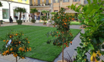 Ottimo riscontro per l'allestimento in Piazza Borea d'Olmo durante il Festival dei Fiori