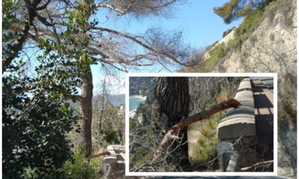 Un grosso ramo si stacca da un pino e precipita in strada a Ventimiglia