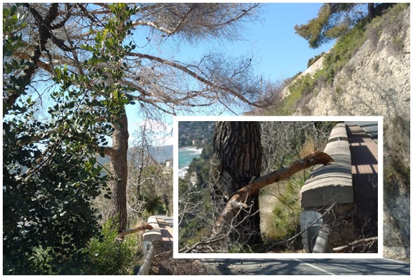 Un grosso ramo si stacca da un pino e precipita in strada a Ventimiglia