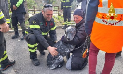 Trovato dopo tre giorni di ricerche: Rudy cane meticcio disperso sul Colle Melosa