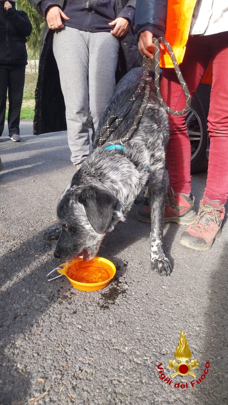 ritrovamento ricerche cane meticcio disperso colle melosa vigili del fuoco_07