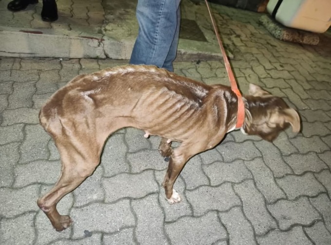 Attivo il servizio per segnalare i maltrattamenti sugli animali