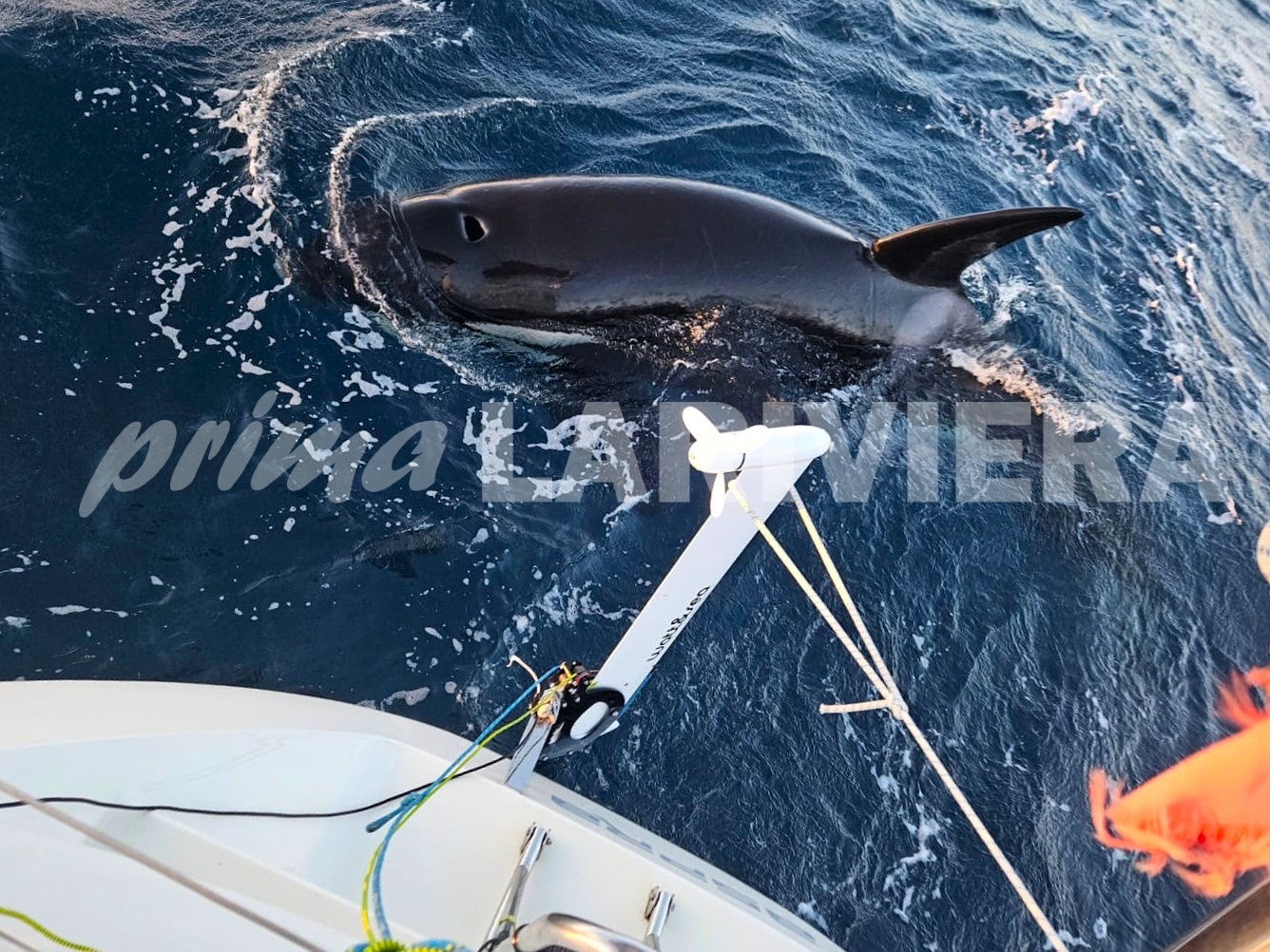 alessandro tosetti yacht club sanremo vela barca solitaria orche_02