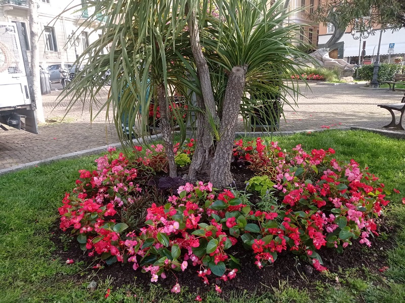 fiori 6