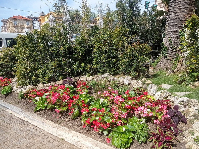 fiori 7
