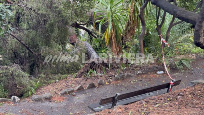 Il maltempo fa strage di alberi in pineta a Bordighera