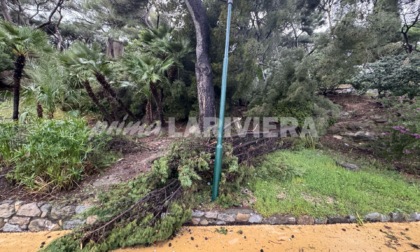 Tre alberi a rischio crollo: saranno abbattuti