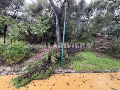 Tre alberi a rischio crollo: saranno abbattuti