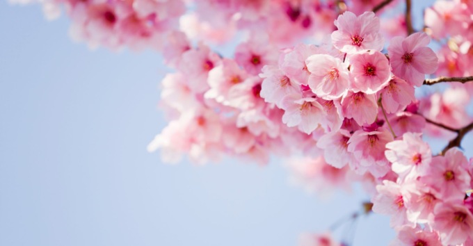 Dal brocante alla Festa di Primavera: ecco cosa fare questo fine settimana in provincia