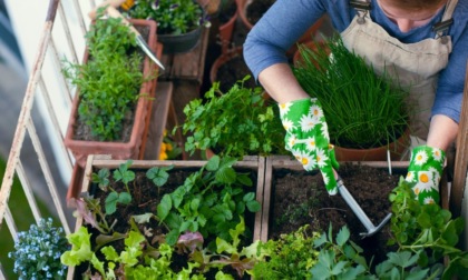 A ogni stagione il suo ortaggio: ecco come possiamo coltivare tutto l’anno