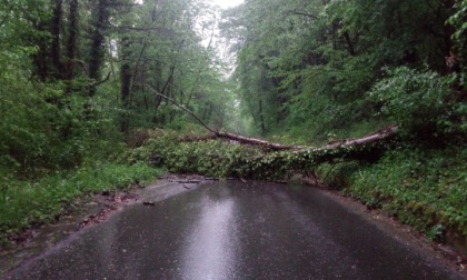 Crolla un albero nell'entroterra di Imperia dalle parti di Mendatica