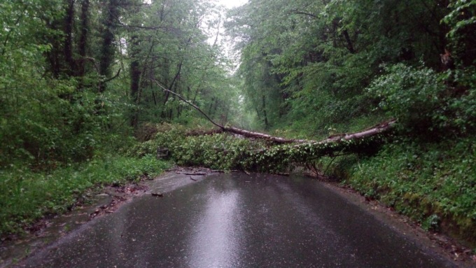 Crolla un albero nell’entroterra di Imperia dalle parti di Mendatica