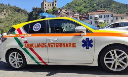 Attivato il servizio di ambulanze veterinarie per gli animali da compagnia