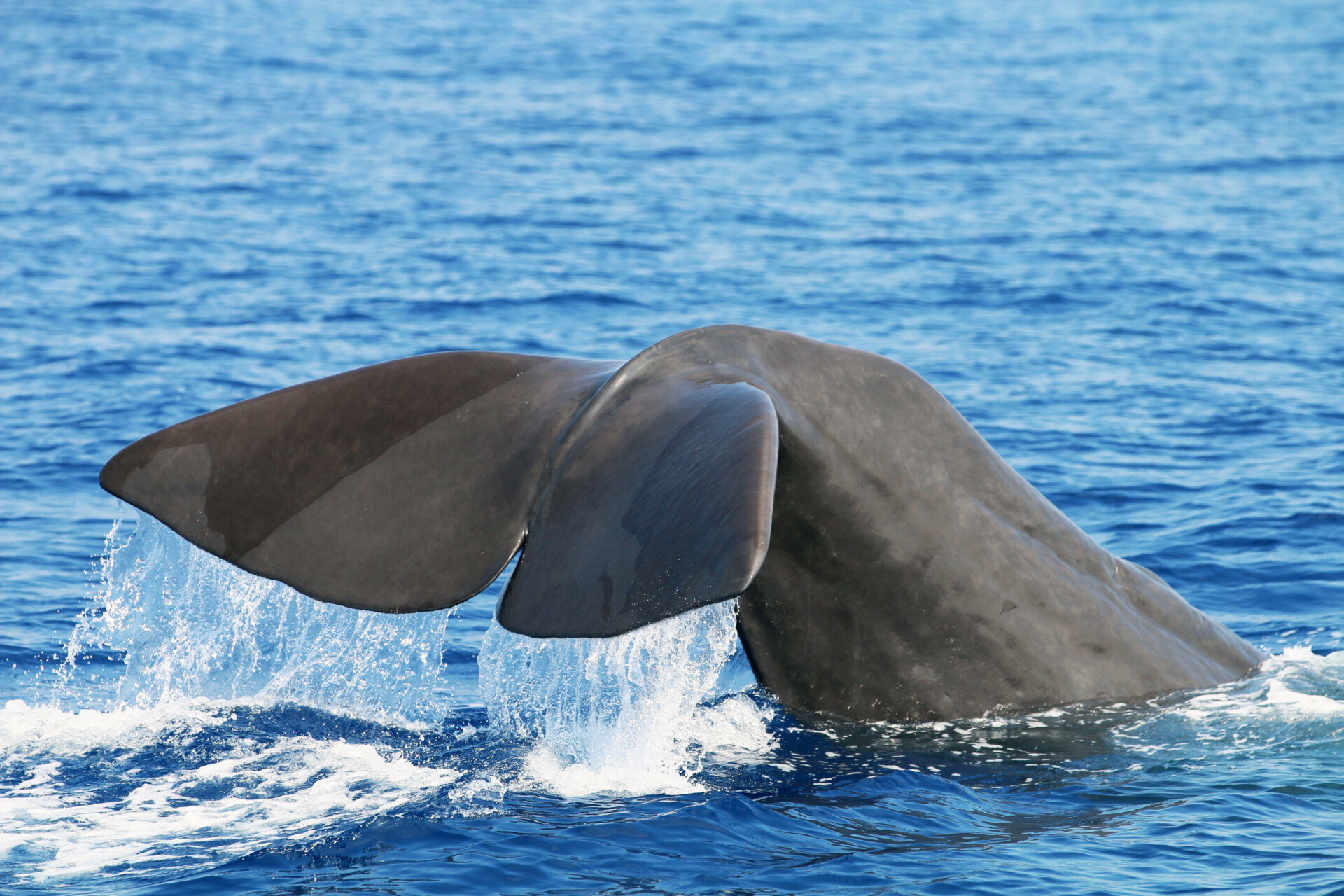 Capodoglio_V. De Santis_Tethys