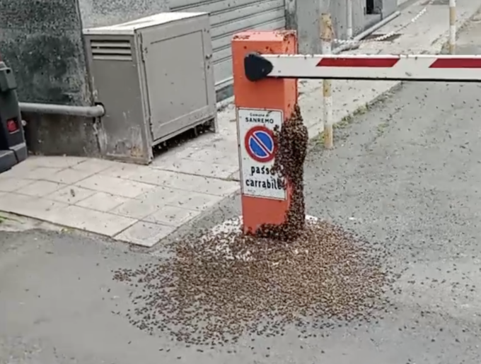 Sciame di vespe in via Pietro Agosti a Sanremo