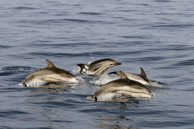 Santuario pelagos