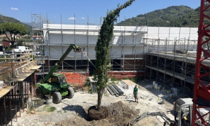 Piantato l'albero della vita nel cortile della nuova scuola di Camporosso