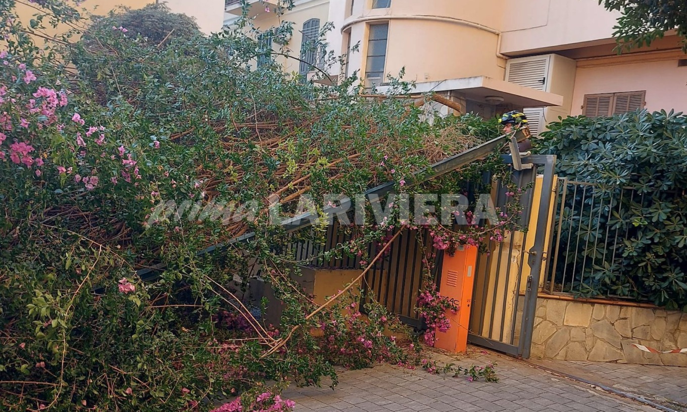 Grossa buganvillea sradicata dal vento a Bordighera