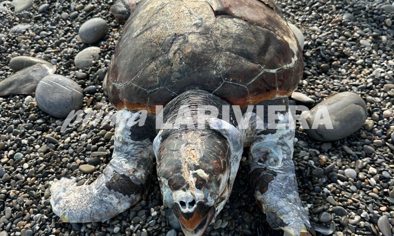 Spiaggiato a Bordighera un esemplare di tartaruga caretta caretta